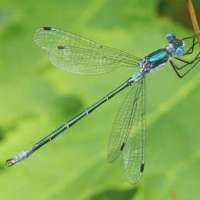 Damselfly: Emerald Spreadwing