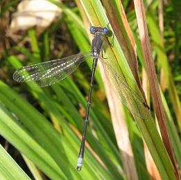 Damselfly: Spotted Spreadwing