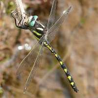 Dragonfly: Delta-spotted Spiketail