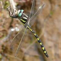 Dragonfly: Delta-spotted Spiketail